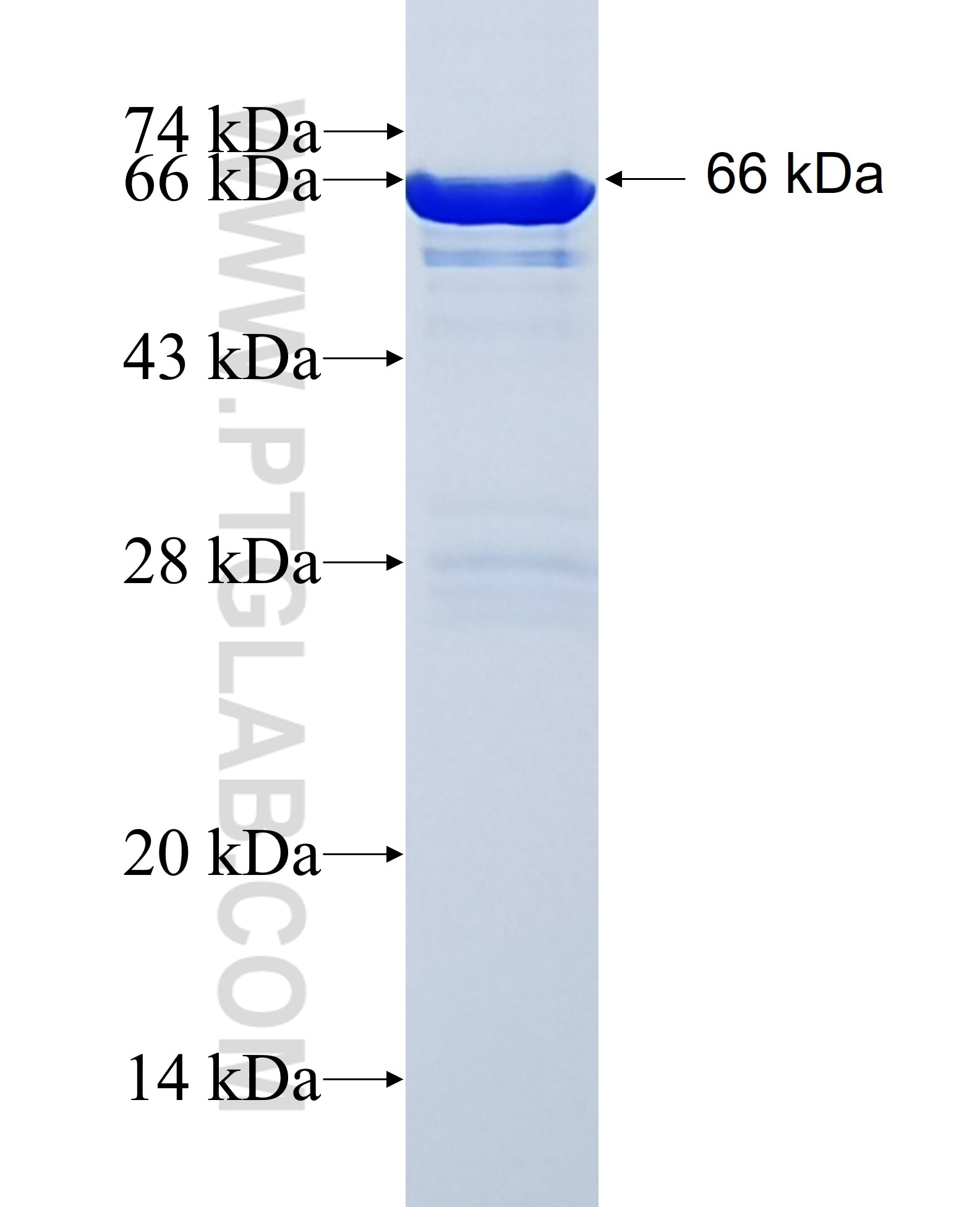 PPME1 fusion protein Ag5817 SDS-PAGE