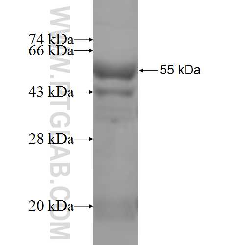 PPOX fusion protein Ag6483 SDS-PAGE