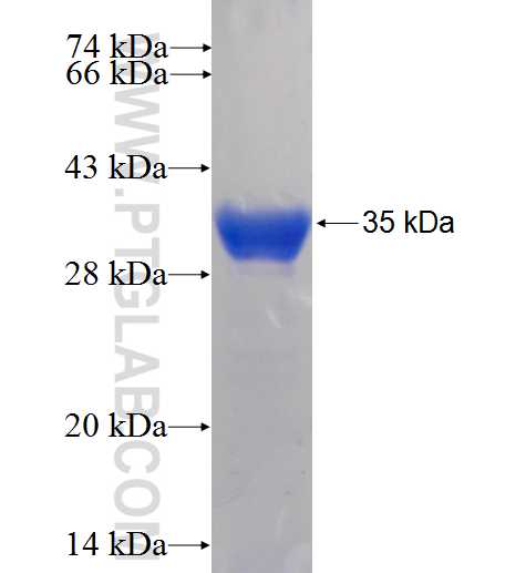 PPOX fusion protein Ag6541 SDS-PAGE
