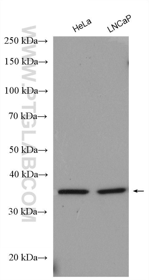 Western Blot (WB) analysis of various lysates using PPP1CA Polyclonal antibody (28617-1-AP)