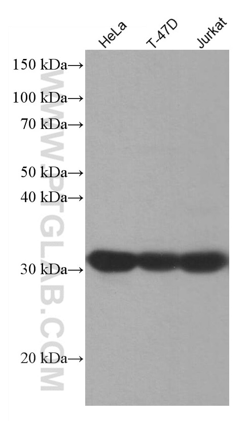 Western Blot (WB) analysis of various lysates using PPP1CA Monoclonal antibody (67070-1-Ig)