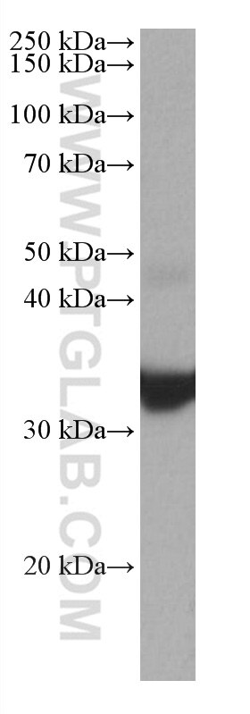 Western Blot (WB) analysis of fetal human brain tissue using PPP1CA Monoclonal antibody (67070-1-Ig)