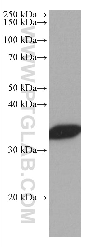 Western Blot (WB) analysis of pig brain tissue using PPP1CA Monoclonal antibody (67070-1-Ig)