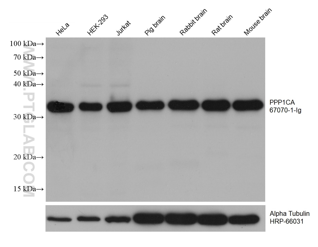 Western Blot (WB) analysis of various lysates using PPP1CA Monoclonal antibody (67070-1-Ig)