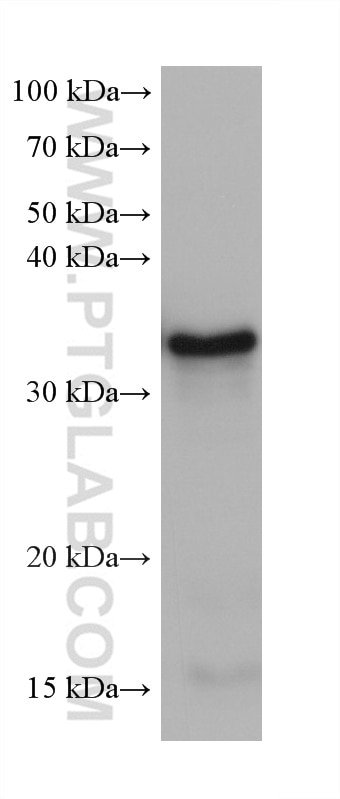 Western Blot (WB) analysis of zebrafish tissue using PPP1CA Monoclonal antibody (67070-1-Ig)