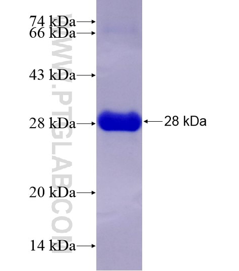 PPP1CA fusion protein Ag28451 SDS-PAGE