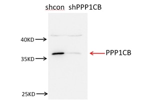 PPP1CB-Specific Polyclonal antibody