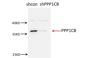 Western Blot (WB) analysis of NIH/3T3 cells using PPP1CB-Specific Polyclonal antibody (10140-2-AP)