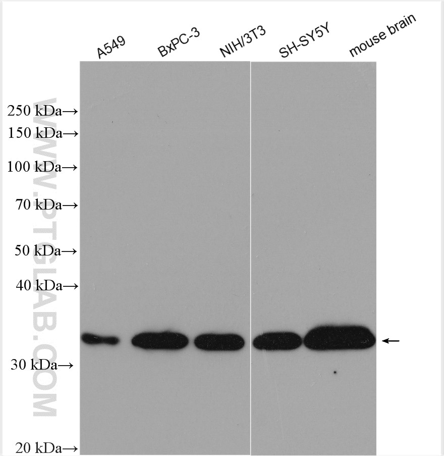 Western Blot (WB) analysis of various lysates using PPP1CB Polyclonal antibody (55136-1-AP)