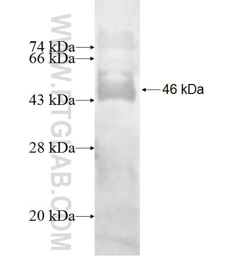 PPP1CB fusion protein Ag0183 SDS-PAGE