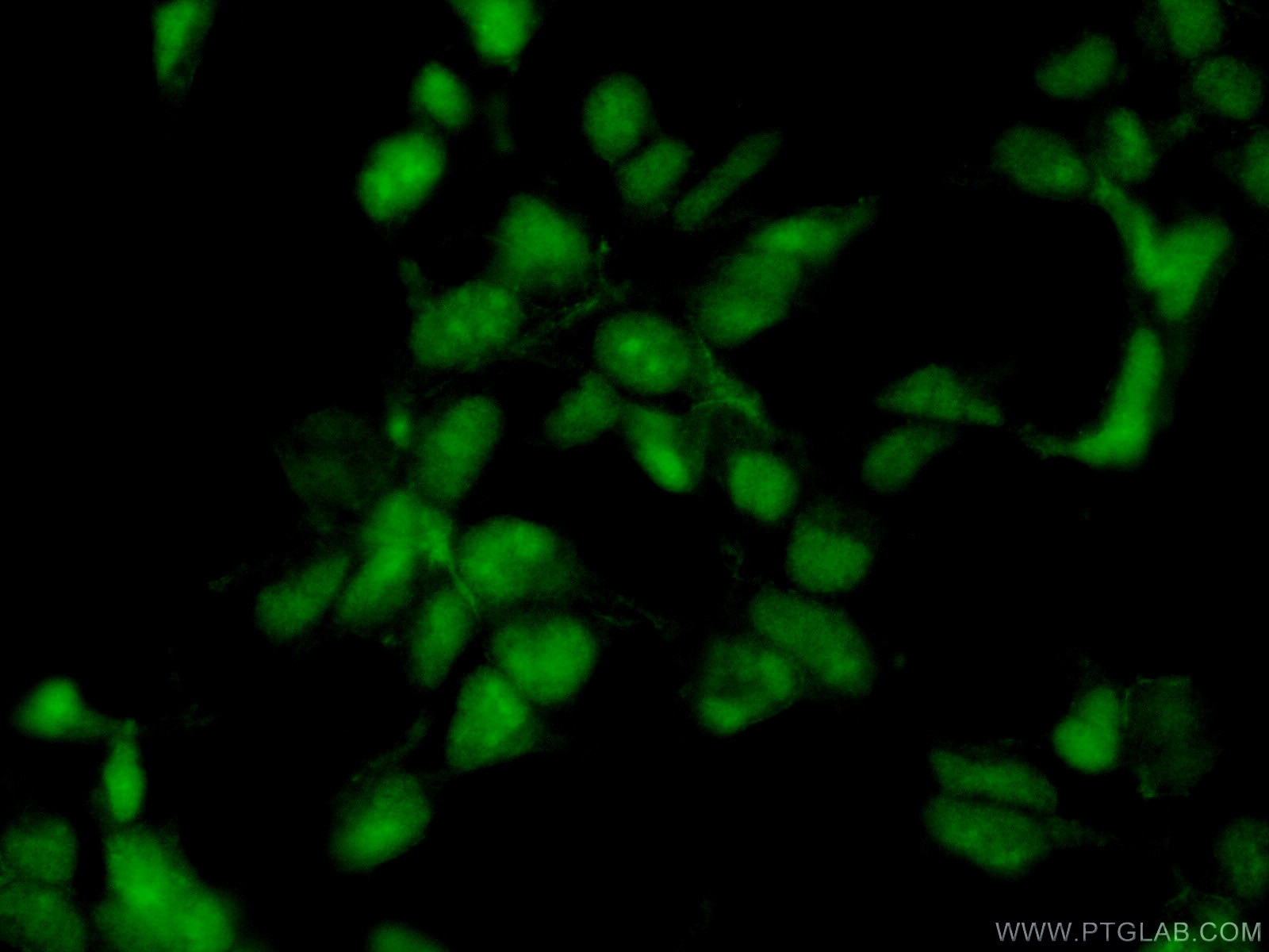 Immunofluorescence (IF) / fluorescent staining of HEK-293 cells using PPP1CC Polyclonal antibody (11082-1-AP)