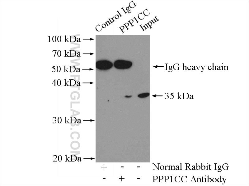 Immunoprecipitation (IP) experiment of HEK-293 cells using PPP1CC Polyclonal antibody (11082-1-AP)