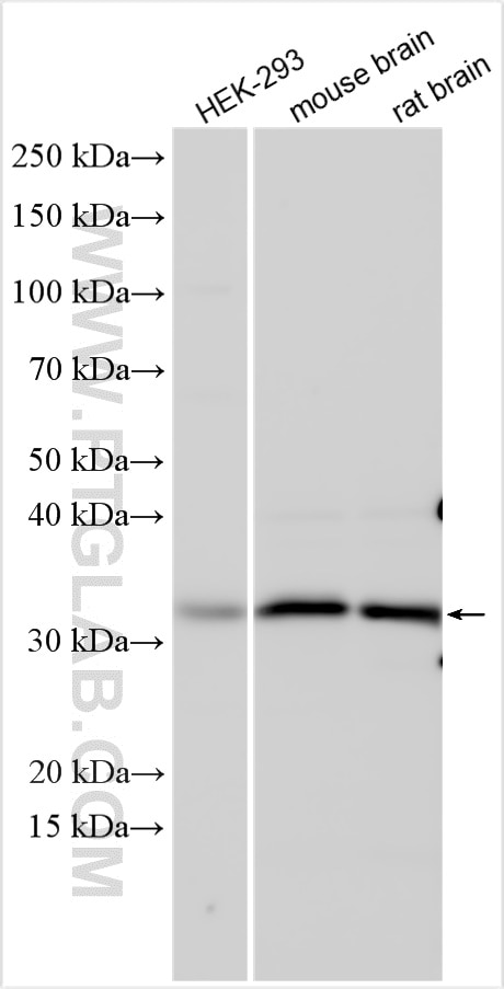 Western Blot (WB) analysis of various lysates using PPP1CC Polyclonal antibody (11082-1-AP)