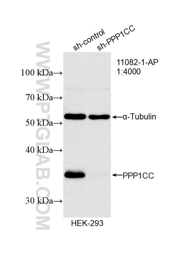 WB result of PPP1CC antibody (11082-1-AP; 1:4000; incubated at room temperature for 1.5 hours) with sh-Control and sh-PPP1CC transfected HEK-293 cells. Western Blot (WB) analysis of HEK-293 cells using PPP1CC Polyclonal antibody (11082-1-AP)