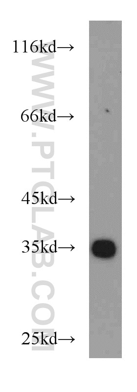 Western Blot (WB) analysis of L02 cells using PPP1CC Polyclonal antibody (11082-1-AP)