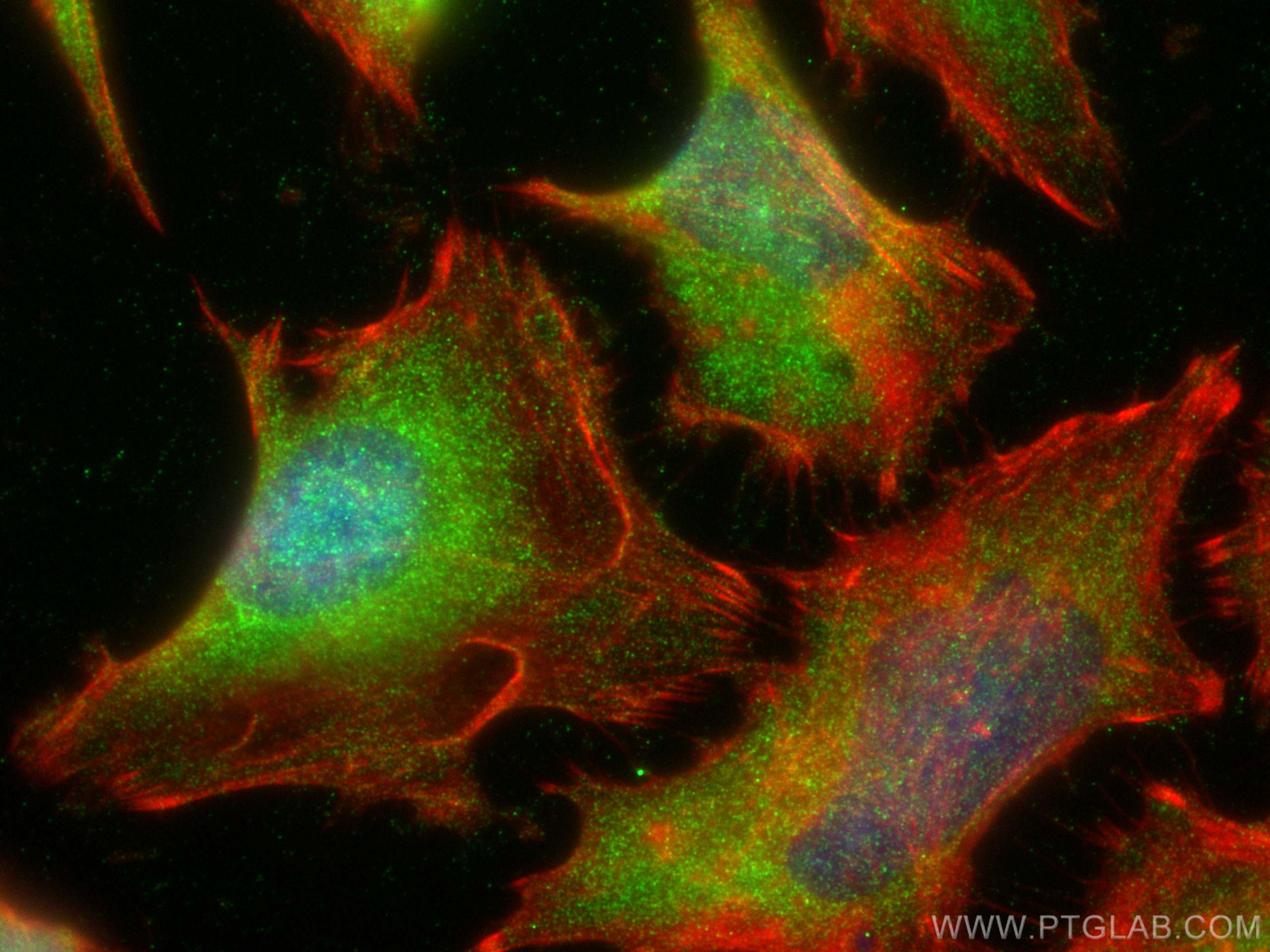 Immunofluorescence (IF) / fluorescent staining of HeLa cells using PPP1CC Polyclonal antibody (30070-1-AP)