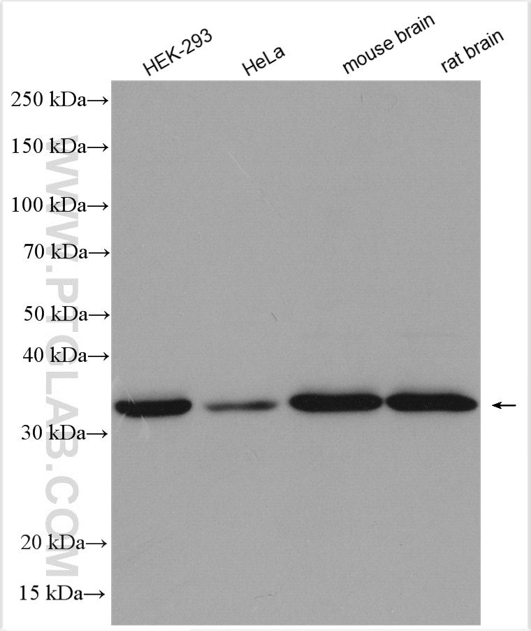 Western Blot (WB) analysis of various lysates using PPP1CC Polyclonal antibody (30070-1-AP)
