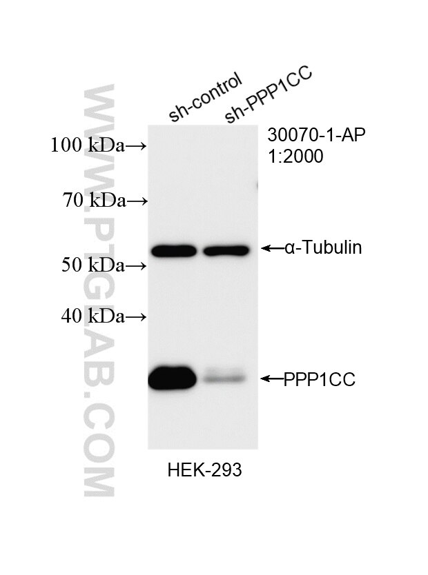 Western Blot (WB) analysis of HEK-293 cells using PPP1CC Polyclonal antibody (30070-1-AP)