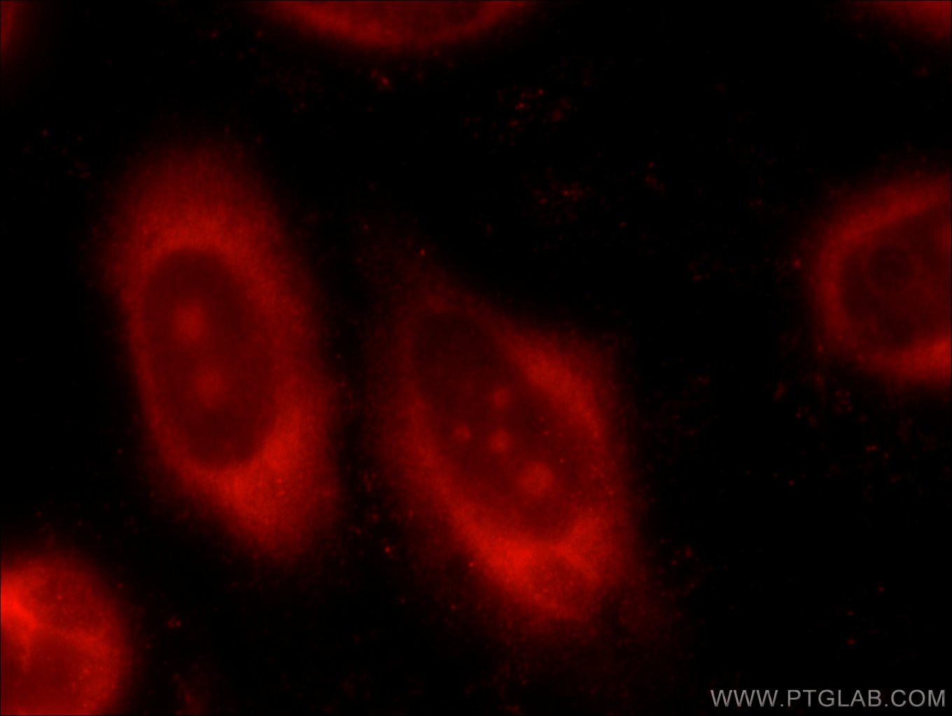 Immunofluorescence (IF) / fluorescent staining of HeLa cells using PPP1CC Polyclonal antibody (55150-1-AP)