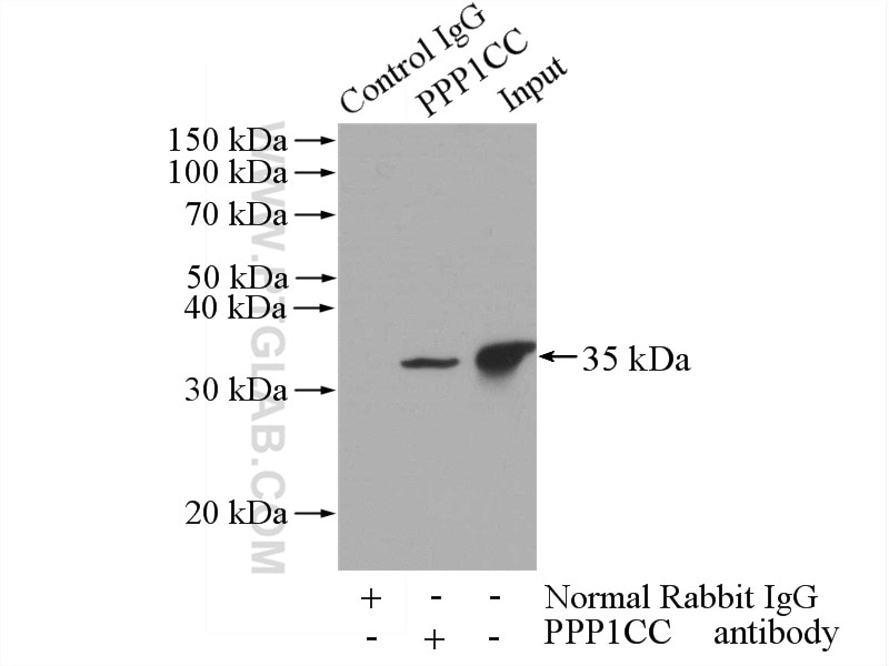 Immunoprecipitation (IP) experiment of mouse brain tissue using PPP1CC Polyclonal antibody (55150-1-AP)