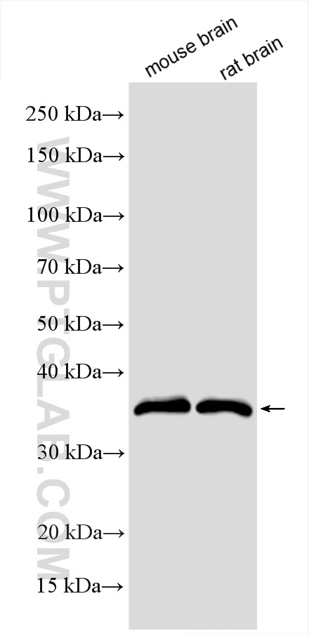 Western Blot (WB) analysis of various lysates using PPP1CC Polyclonal antibody (55150-1-AP)