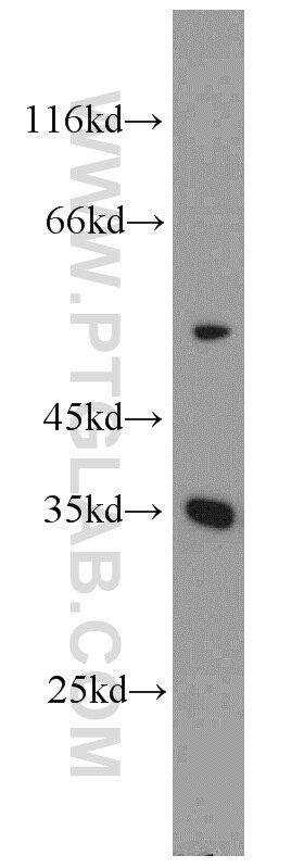 Western Blot (WB) analysis of L02 cells using PPP1CC Polyclonal antibody (55150-1-AP)