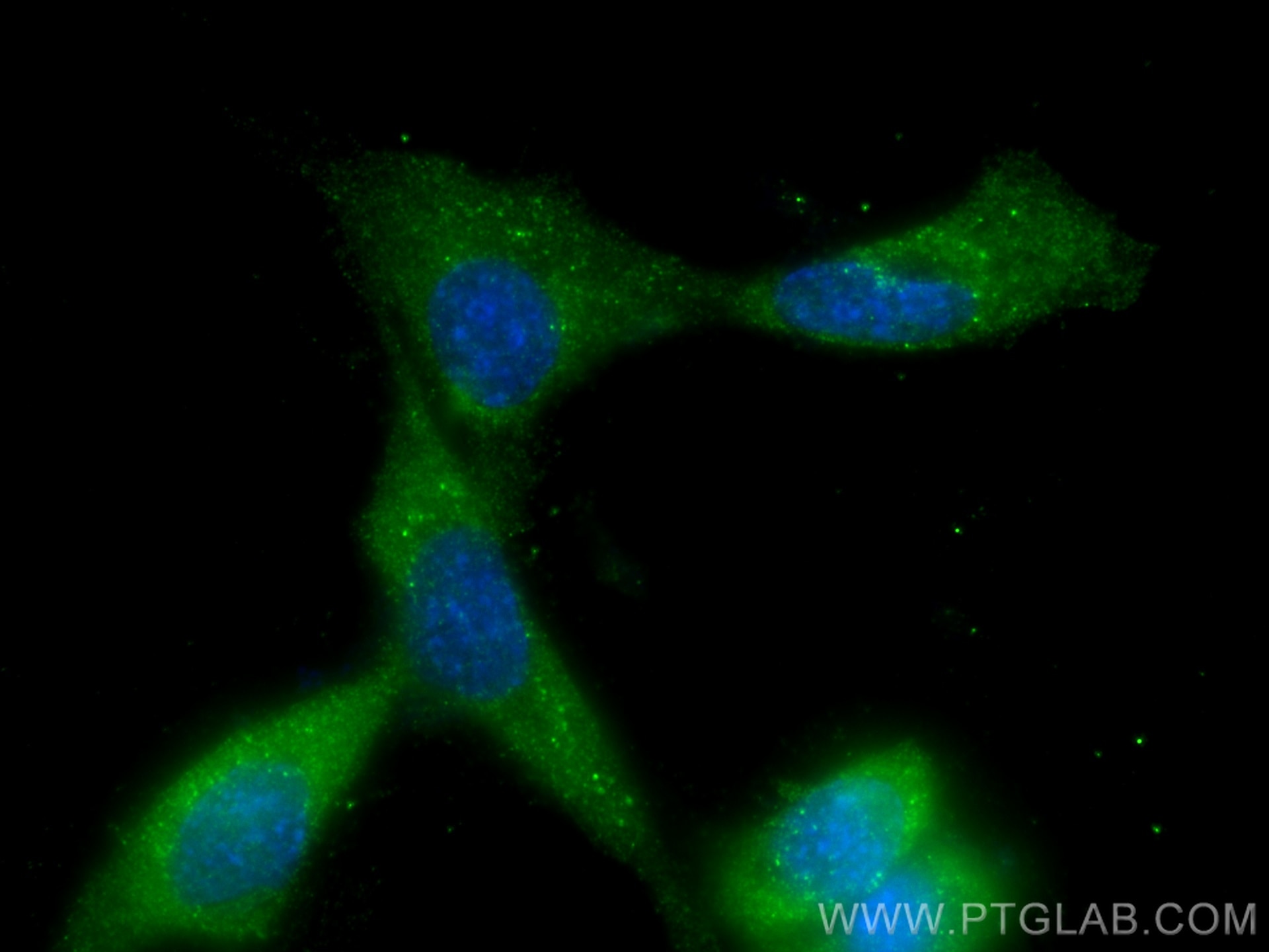 Immunofluorescence (IF) / fluorescent staining of C2C12 cells using PPP1CC Monoclonal antibody (68122-1-Ig)