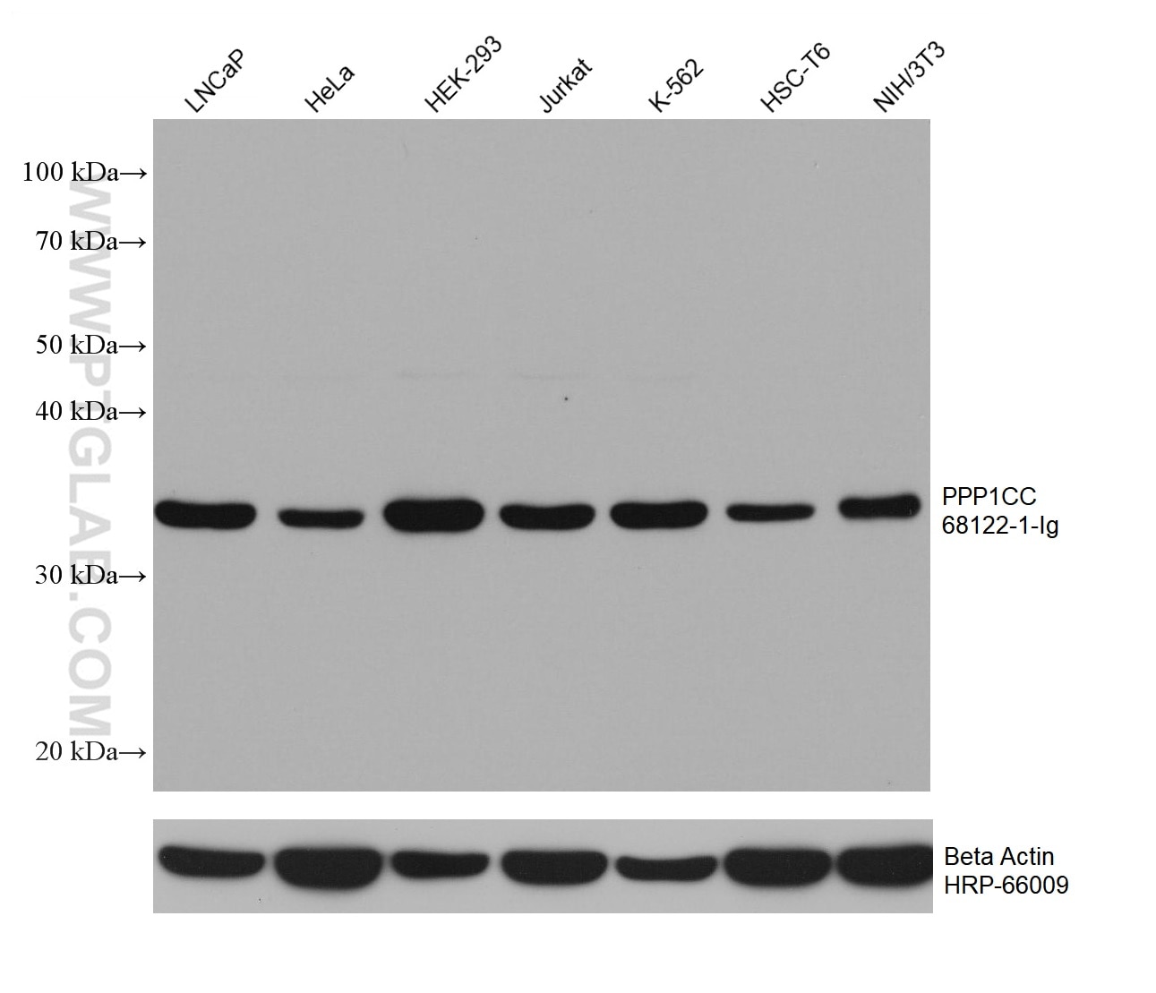 Western Blot (WB) analysis of various lysates using PPP1CC Monoclonal antibody (68122-1-Ig)