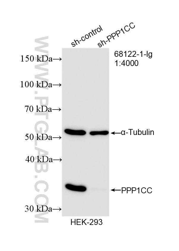 WB result of PPP1CC antibody (68122-1-Ig; 1:4000; incubated at room temperature for 1.5 hours) with sh-Control and sh-PPP1CC transfected HEK-293 cells. Western Blot (WB) analysis of HEK-293 cells using PPP1CC Monoclonal antibody (68122-1-Ig)