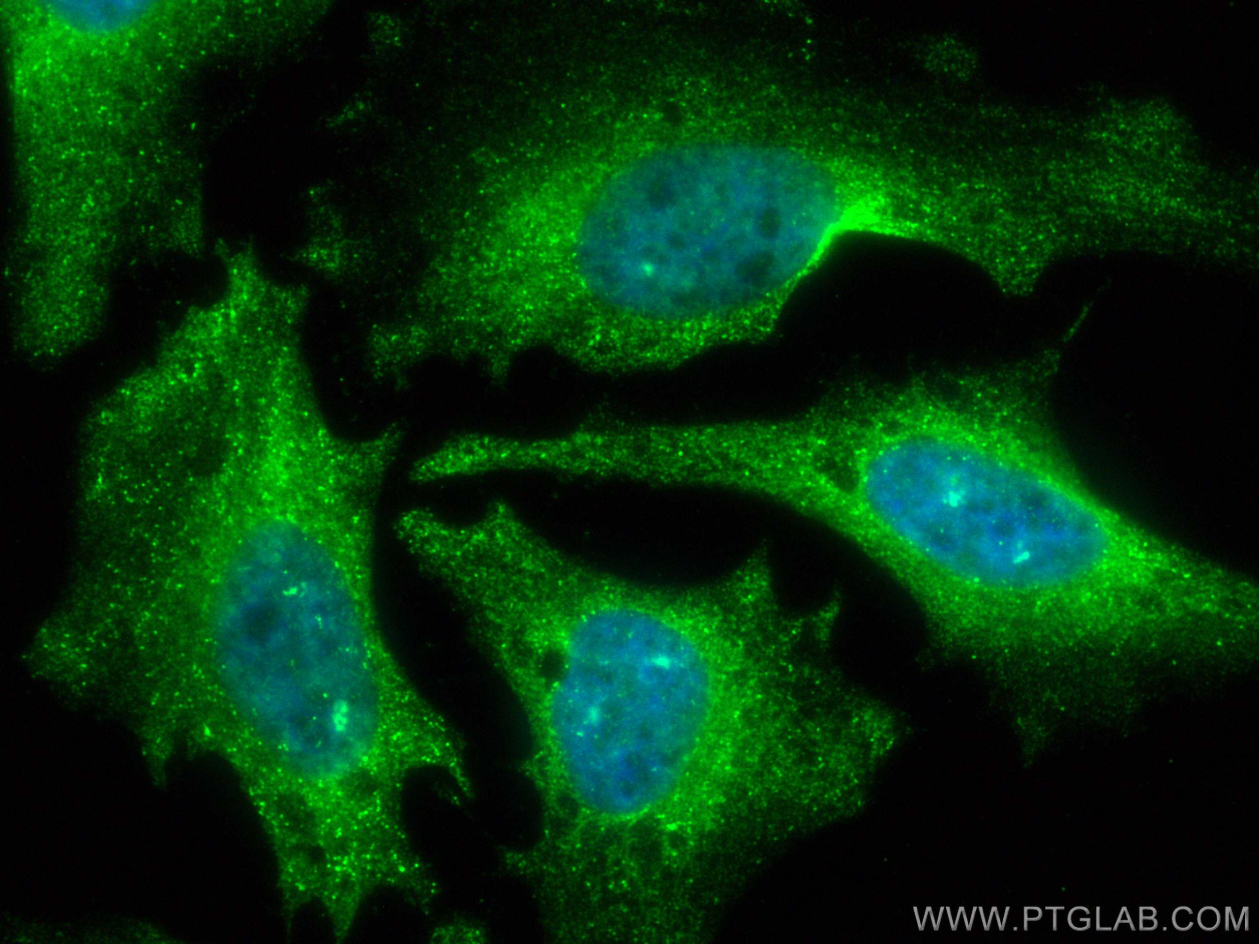 Immunofluorescence (IF) / fluorescent staining of HeLa cells using CoraLite® Plus 488-conjugated PPP1CC Monoclonal an (CL488-68122)