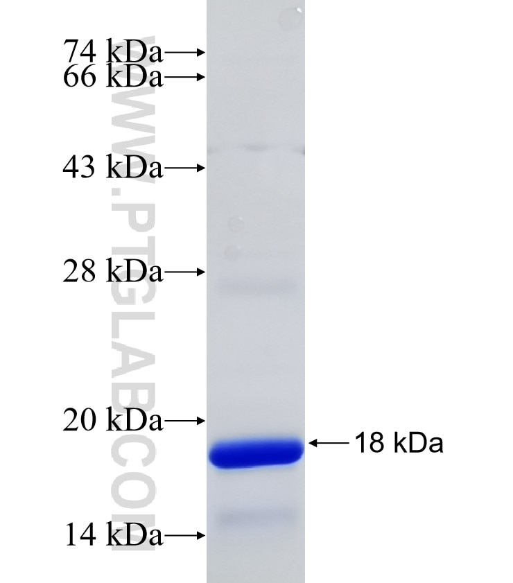 PPP1CC fusion protein Ag32348 SDS-PAGE