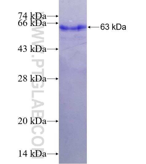 PPP1CC fusion protein Ag1550 SDS-PAGE