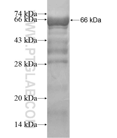 PPP1R10 fusion protein Ag20091 SDS-PAGE