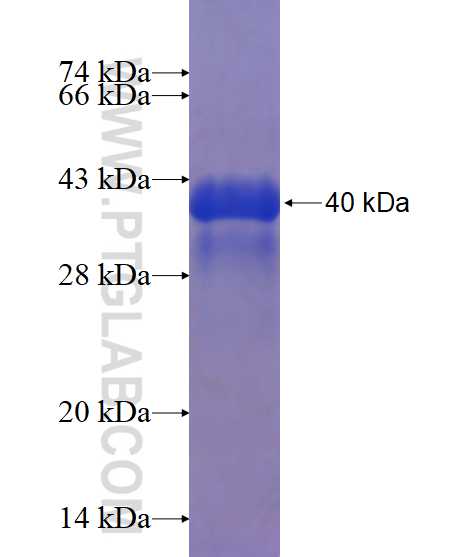 PPP1R11 fusion protein Ag15660 SDS-PAGE