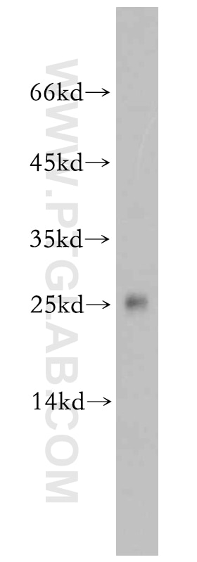 Western Blot (WB) analysis of HeLa cells using PPP1R11-Specific Polyclonal antibody (20263-1-AP)