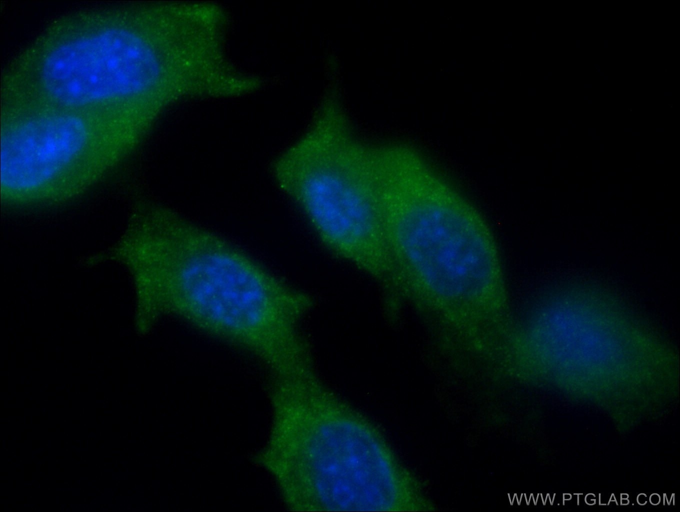 Immunofluorescence (IF) / fluorescent staining of NIH/3T3 cells using PPP1R12B Polyclonal antibody (13366-1-AP)