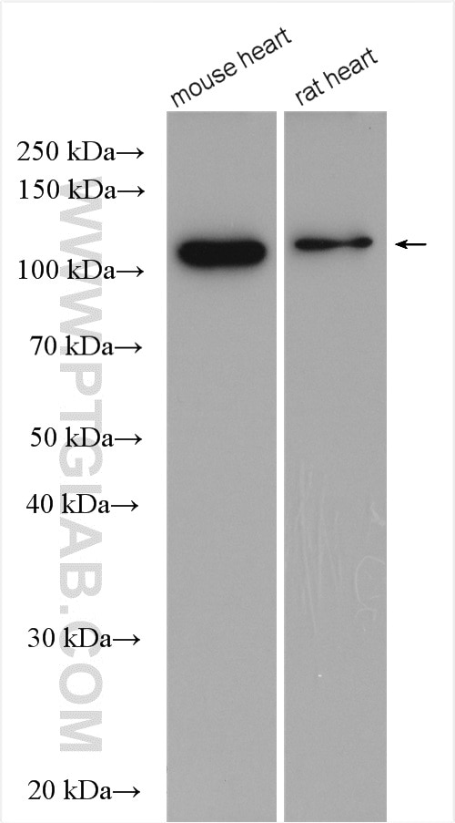Western Blot (WB) analysis of various lysates using PPP1R12B Polyclonal antibody (13366-1-AP)