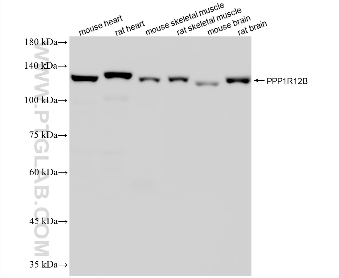 WB analysis using 87808-1-RR Western Blot (WB) analysis of various lysates using PPP1R12B Recombinant monoclonal antibody (87808-1-RR)
