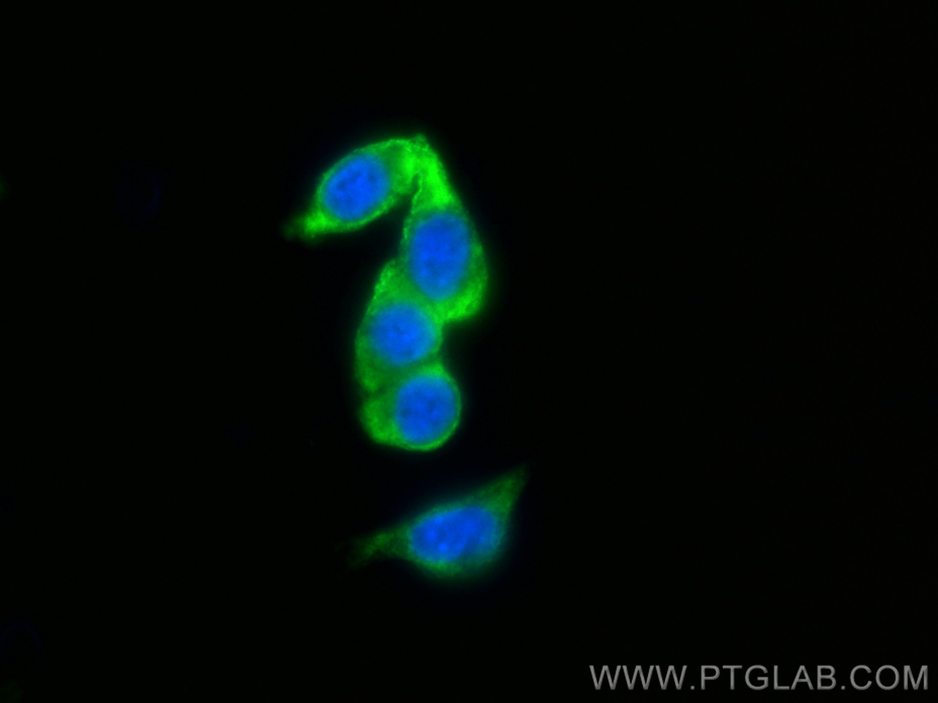 IF Staining of NIH/3T3 using CL488-13366