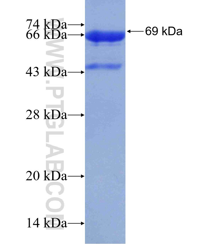 PPP1R12B fusion protein Ag4185 SDS-PAGE