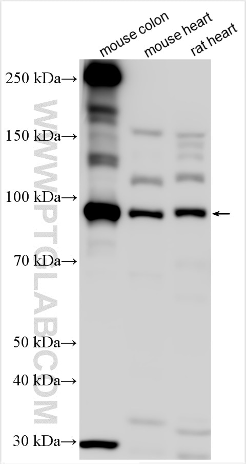 Western Blot (WB) analysis of various lysates using PPP1R12C Polyclonal antibody (25157-1-AP)