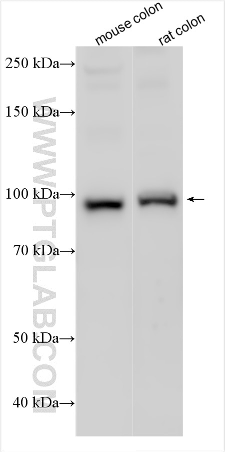 Western Blot (WB) analysis of various lysates using PPP1R12C Polyclonal antibody (25157-1-AP)