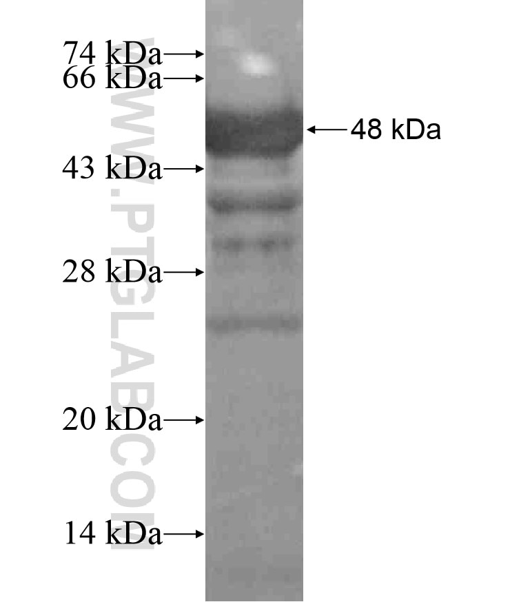 PPP1R12C fusion protein Ag18558 SDS-PAGE