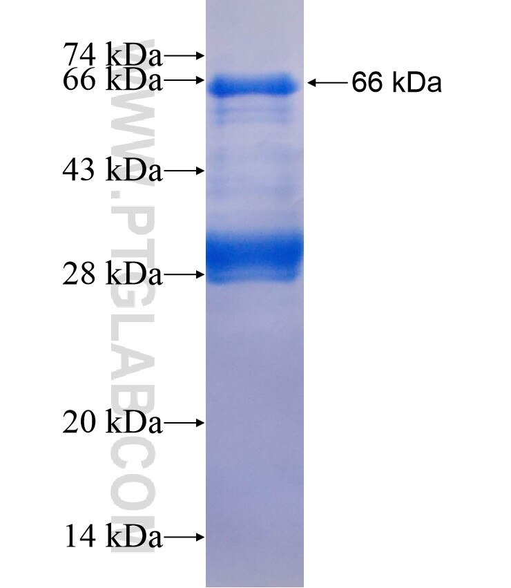 PPP1R12C fusion protein Ag18559 SDS-PAGE