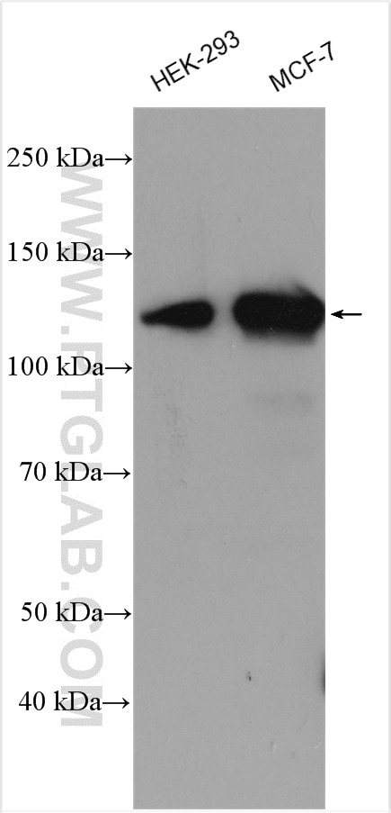 Western Blot (WB) analysis of various lysates using PPP1R13B Polyclonal antibody (29804-1-AP)