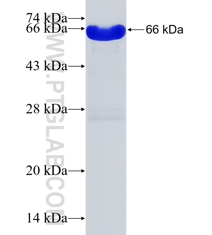 PPP1R13B fusion protein Ag30788 SDS-PAGE