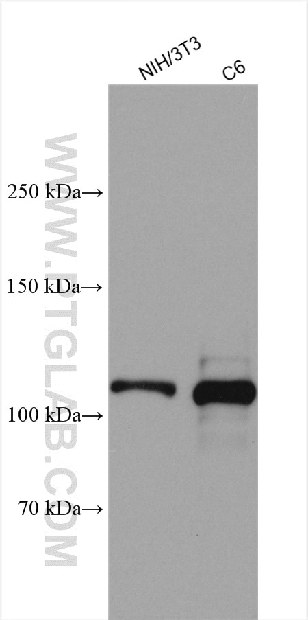 Western Blot (WB) analysis of various lysates using iASPP Polyclonal antibody (18590-1-AP)