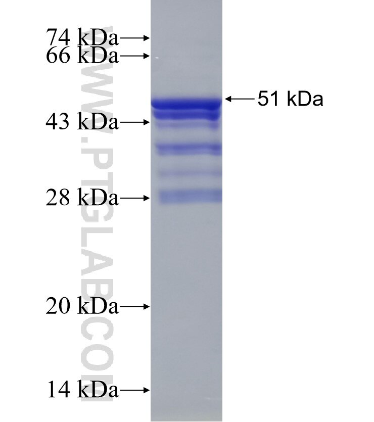PPP1R13L fusion protein Ag0635 SDS-PAGE