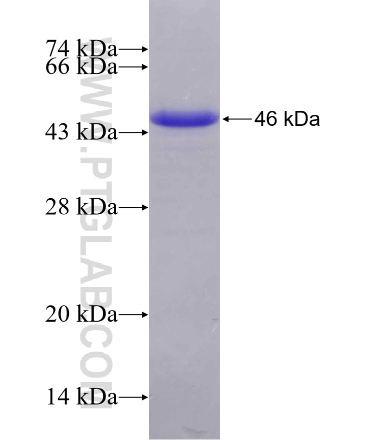 PPP1R13L fusion protein Ag13273 SDS-PAGE