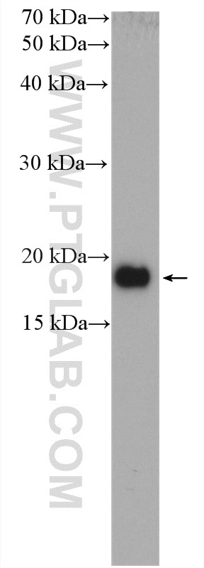 Western Blot (WB) analysis of MCF-7 cells using CPI17 Polyclonal antibody (11658-1-AP)